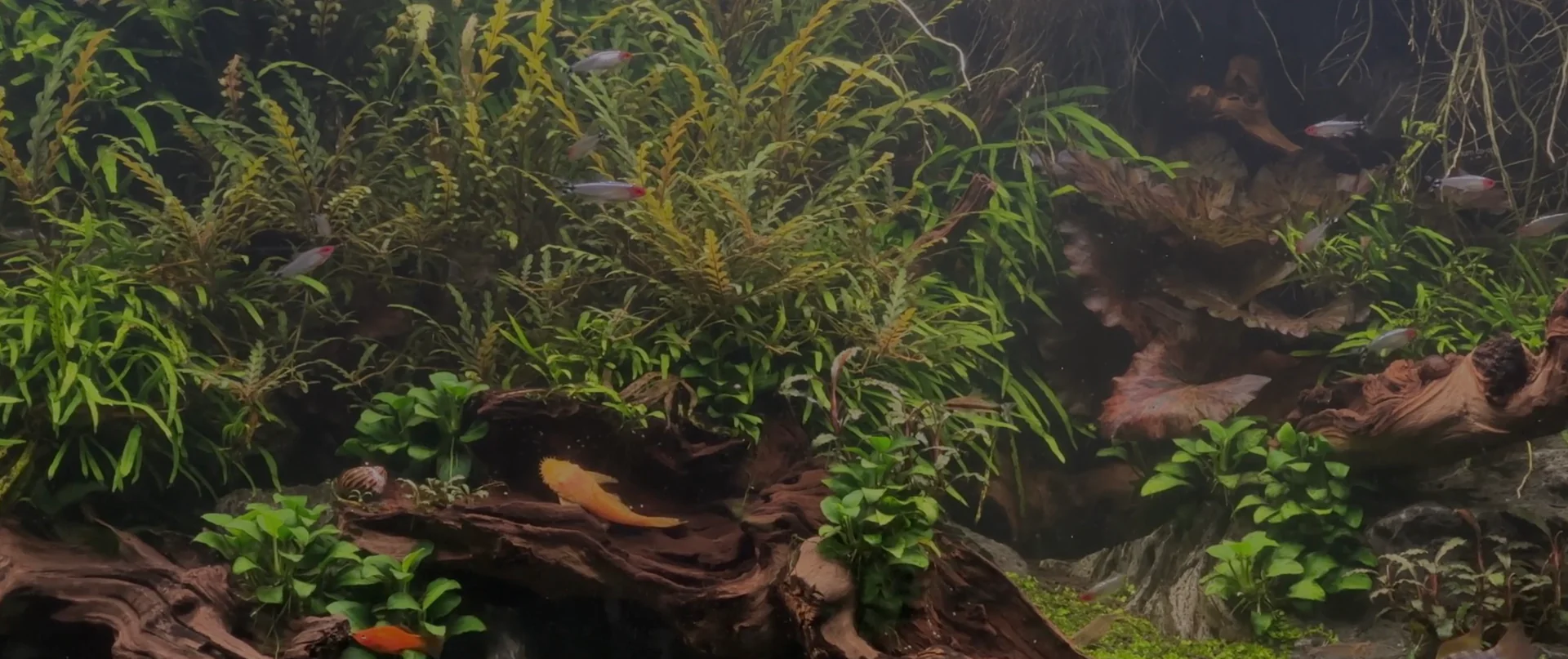 Dive Into Vibrant Aquatic Life