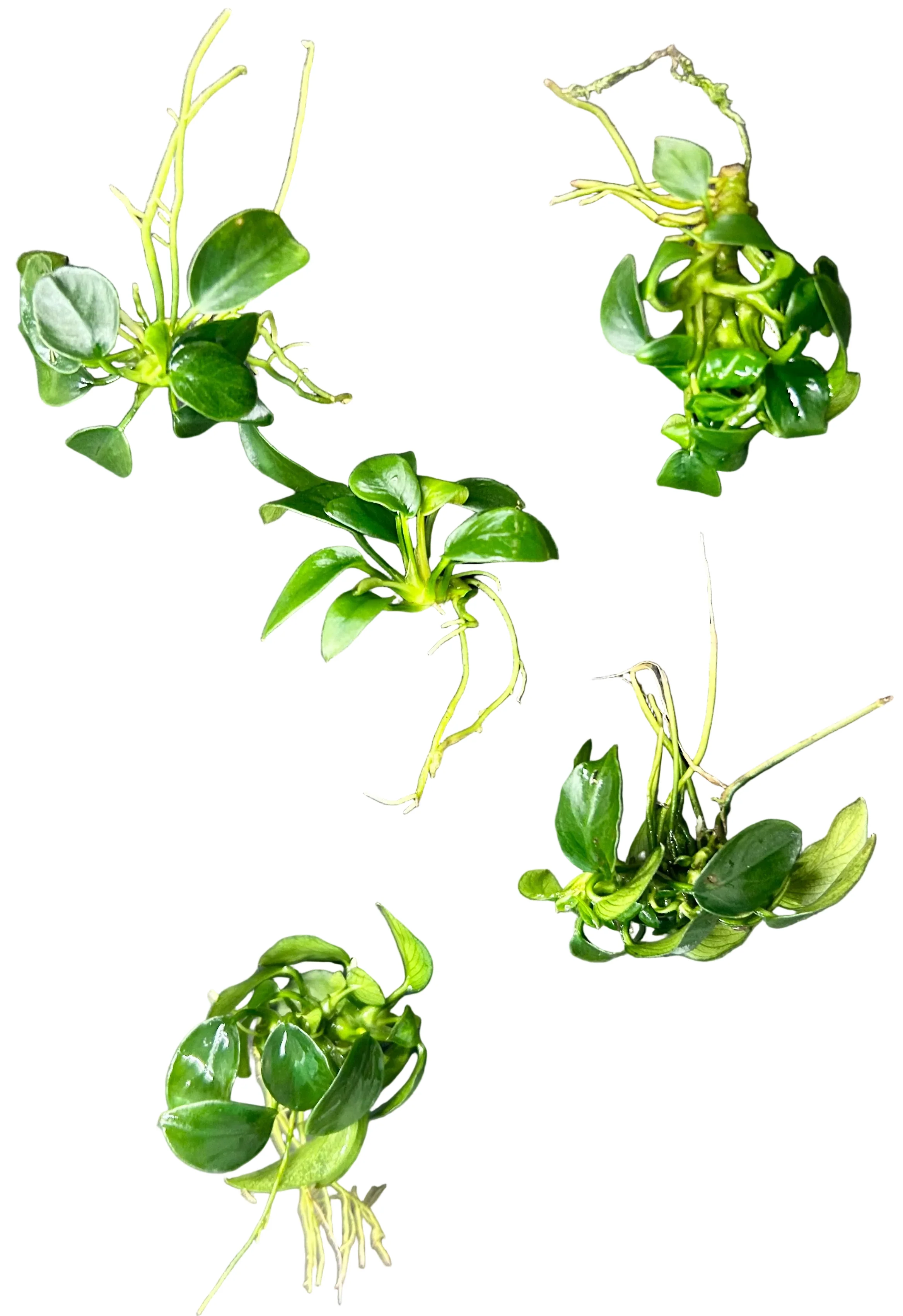 Potted Plants