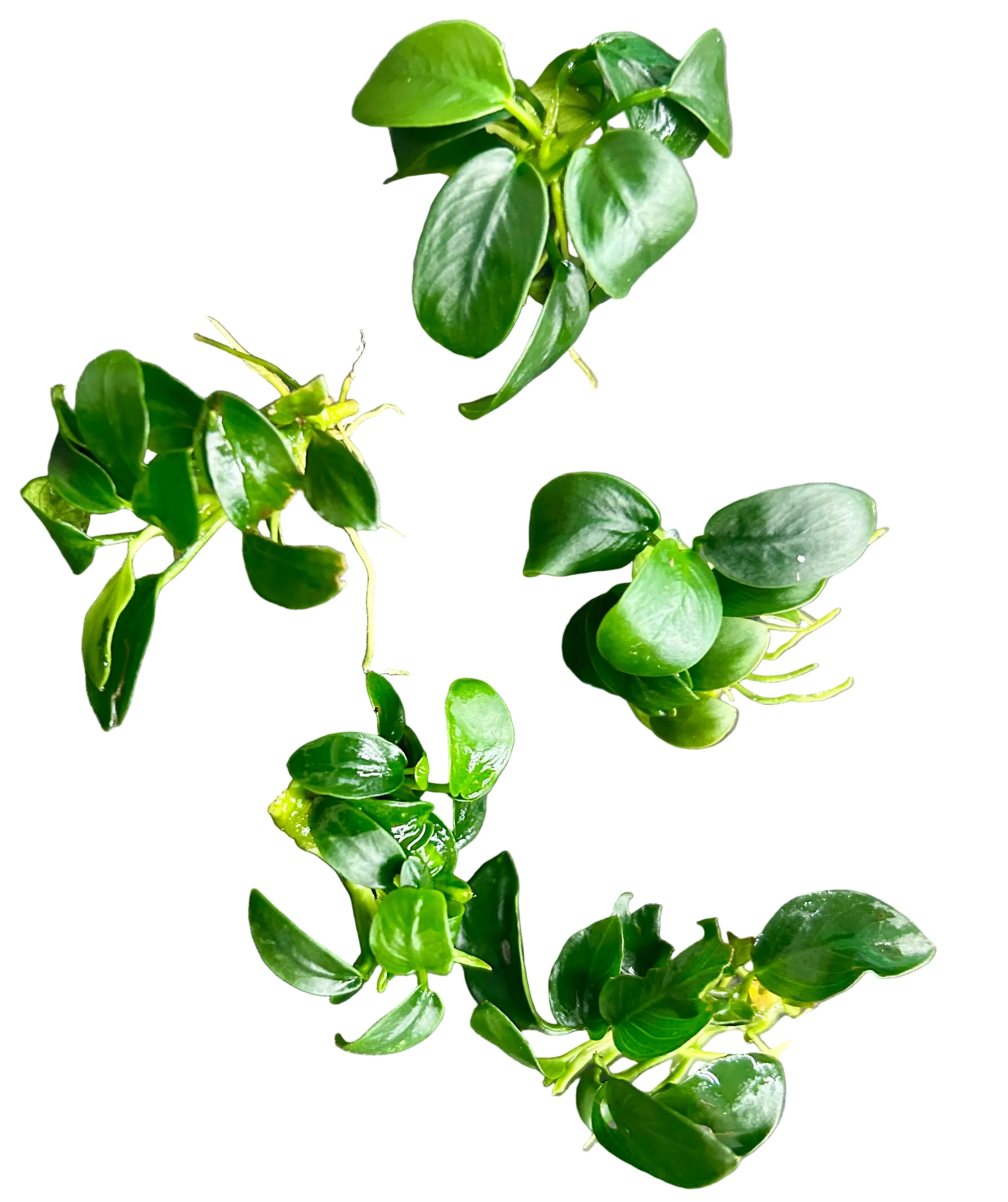 Plant Wholesale